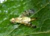 Terellia tussilaginis